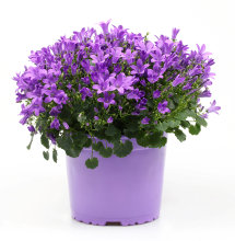 Campanula 17 cm potte